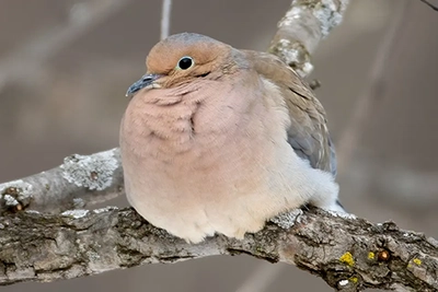 tourterelle-triste-mourning dove